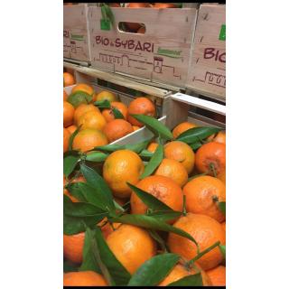 Bio-Clementinen lose DEMETER